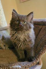 Siberian Forest kittens in Ramstein, Germany