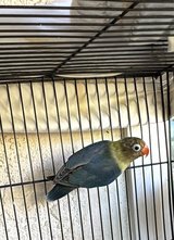 healthy birds in Vista, California