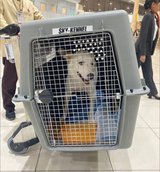 Travel Kennel in Baumholder, GE