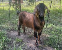 MDGA Mini Nubian in Cleveland, Texas