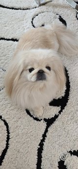 Pekingese, cream color in The Woodlands, Texas