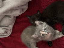 Baby kittens in Plainfield, Illinois