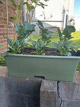 Free Potting Soil in Okinawa, Japan