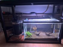 55 gallon freshwater fish tank in Okinawa, Japan