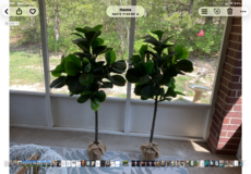 Fake trees, pair in Fort Leonard Wood, Missouri