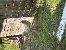 Free roosters in Fort Polk, Louisiana