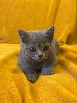 British Shorthair Kitten in Ramstein, Germany