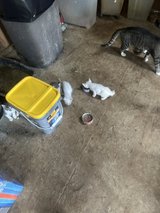 6- beautiful kittens in Fort Polk, Louisiana