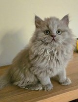 Siberian Forest kitten in Baumholder, GE