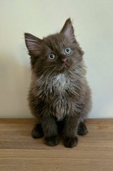 Siberian Forest female kitten in Baumholder, GE