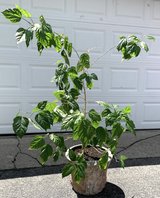 SALE PENDING - Chinese Hibiscus - Large live potted Tropical house Plant - 39" x 45" x 55"H in Joliet, Illinois