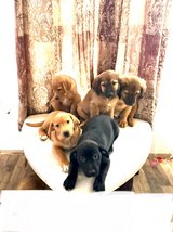 mixed pups for adoption in Alamogordo, New Mexico