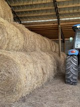 Round bales of Bahia grass in Fort Polk, Louisiana