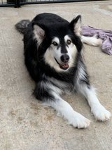 Spayed female Alaskan malamute in Rolla, Missouri