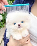 Beautiful blue eyes teacup Pomeranian puppy in 29 Palms, California