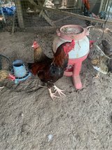 Indio Gigante Rooster in Fort Polk, Louisiana