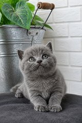 British shorthair kitten in Ramstein, Germany