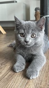 British Shorthair Kitten in Ramstein, Germany