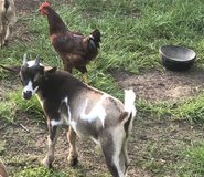 Nigerian dwarf goats in Houston, Texas