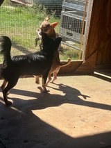 male chihuahuas in Fort Polk, Louisiana