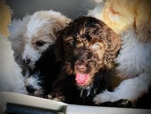puppies in Fort Leonard Wood, Missouri