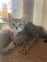 Sweet Kittens for Adoption – 1Females & 1 Male in Ramstein, Germany