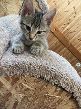 Sweet Kittens for Adoption – 1 Females in Ramstein, Germany