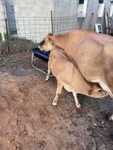 Three year-old jersey Milk, cow and calf in Fort Polk, Louisiana