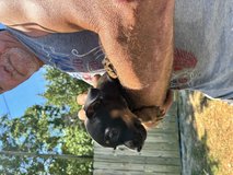 Dachshund puppy in Camp Lejeune, North Carolina
