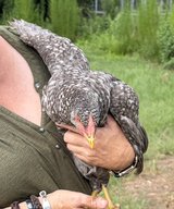 pullets rose comb in Fort Polk, Louisiana