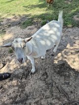 Female Goat in Fort Polk, Louisiana