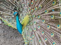 Peacock chicks and mature peafowl in Leesville, Louisiana