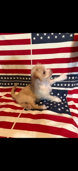 Free puppy in Fort Polk, Louisiana
