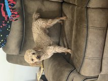 Toy Poodle (male) in Fort Polk, Louisiana