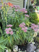 Want Milkweed? in Bolingbrook, Illinois