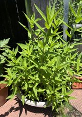Plants and Herbs in Batavia, Illinois