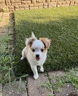 Chorkie Puppies in Fort Polk, Louisiana