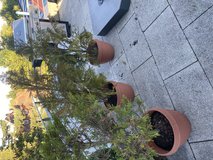 Balcony plants in Stuttgart, GE
