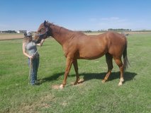 6 years old throughbred gelding in Alamogordo, New Mexico