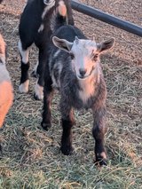 Nigerian dwarf goats in Alamogordo, New Mexico