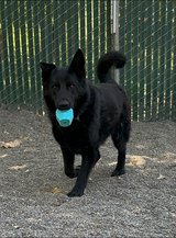 Ball Is Life For OJ in Vacaville, California