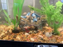 Convict Cichlids in Fort Polk, Louisiana