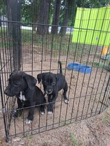 FREE PUPPIES in Leesville, Louisiana
