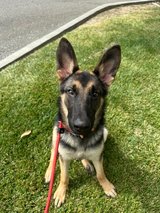 German Shepherd Pups in Fairfield, California