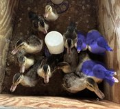 4 wk old Aussie Spotted Bantam ducklings in Rolla, Missouri