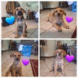 German Shepherd / Golden Retriever - Australian Shepherd in Fort Leonard Wood, Missouri