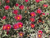 Ice Plants with better photos in Alamogordo, New Mexico