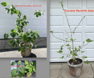 Chinese Hibiscus - Large live potted Tropical house Plant - 34" x 34" x 64"H (5ft 4"H) in Bolingbrook, Illinois