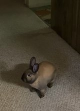 Male Rabbit in Fort Polk, Louisiana