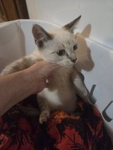 10 week old kitten in Fort Polk, Louisiana
